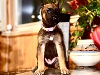 Pink 1, a female Belgian Malinois and German Shepherd Dog for sale in Chicago, IL – 8 of 10