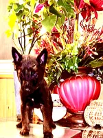 Gold, a male Belgian Malinois and German Shepherd Dog for sale in Chicago, IL – 6 of 10
