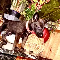 Pink 2, a female Belgian Malinois and German Shepherd Dog for sale in Chicago, IL – 9 of 10