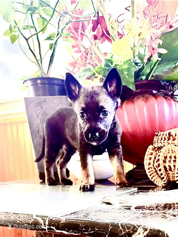 Black – Belgian Malinois, German Shepherd Dog puppy for sale in Chicago, IL