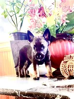Black, a female Belgian Malinois and German Shepherd Dog for sale in Chicago, IL – 1 of 10