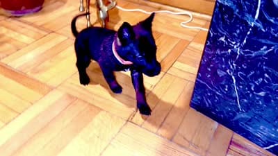 Pink 2, a female Belgian Malinois and German Shepherd Dog for sale in Chicago, IL – 3 of 10