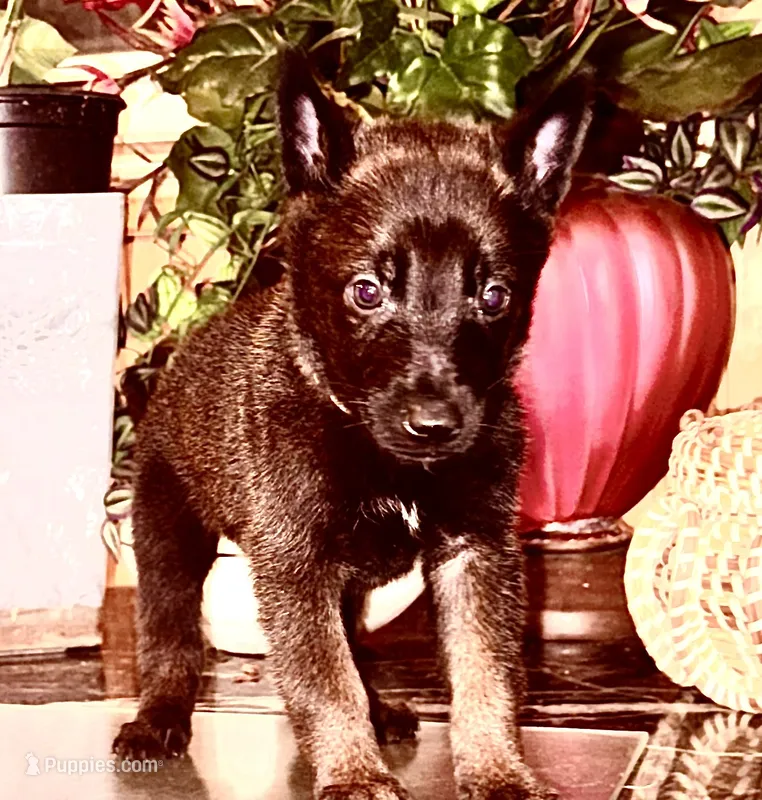 Fuchsia  – Belgian Malinois puppy for sale in Chicago, IL