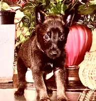 Fuchsia , a female Belgian Malinois for sale in Chicago, IL – 1 of 10
