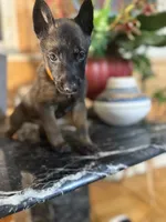 Orange, a male Belgian Malinois and German Shepherd Dog for sale in Chicago, IL – 4 of 7
