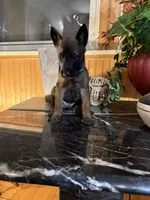 Blue, a male Belgian Malinois and German Shepherd Dog for sale in Chicago, IL – 7 of 10