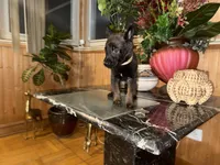 Yellow, a male Belgian Malinois and German Shepherd Dog for sale in Chicago, IL – 3 of 8