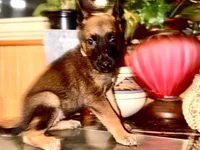 Pink 1, a female Belgian Malinois and German Shepherd Dog for sale in Chicago, IL – 4 of 10