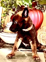 Brown, a male Belgian Malinois for sale in Chicago, IL – 8 of 10