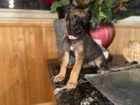 Pink 1, a female Belgian Malinois and German Shepherd Dog for sale in Chicago, IL – 2 of 10