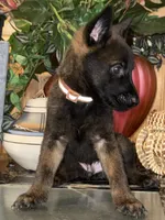 Brown, a male Belgian Malinois for sale in Chicago, IL – 4 of 10