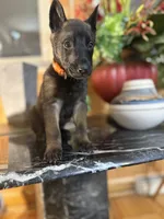 Orange, a male Belgian Malinois and German Shepherd Dog for sale in Chicago, IL – 5 of 7