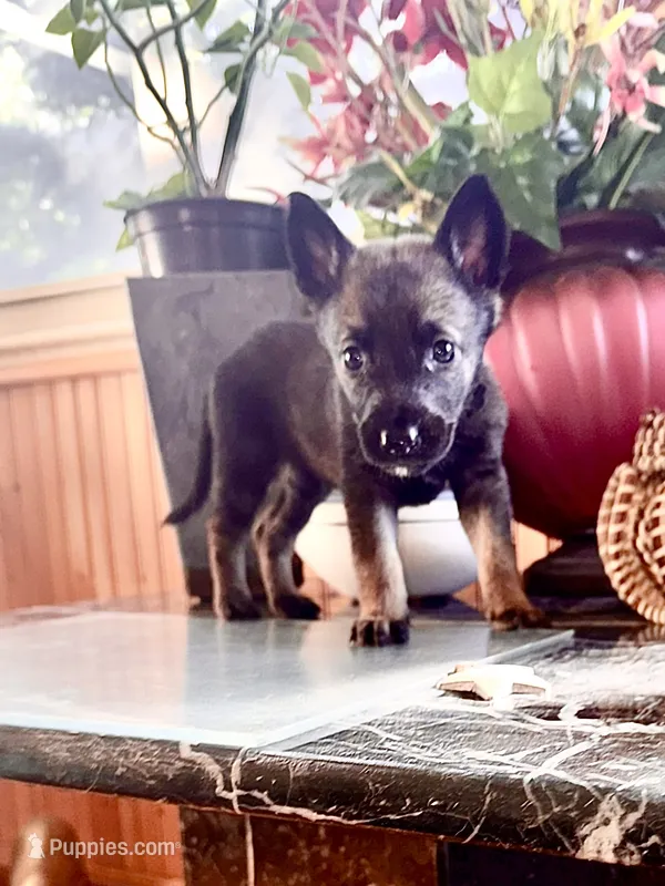 Red – Belgian Malinois, German Shepherd Dog puppy for sale in Chicago, IL