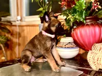Pink 1, a female Belgian Malinois and German Shepherd Dog for sale in Chicago, IL – 7 of 10