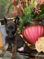 Brown, a male Belgian Malinois for sale in Chicago, IL – 10 of 10