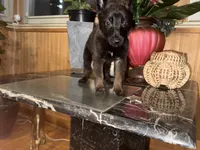 Fuchsia , a female Belgian Malinois for sale in Chicago, IL – 5 of 10