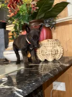 Pink 2, a female Belgian Malinois and German Shepherd Dog for sale in Chicago, IL – 4 of 10
