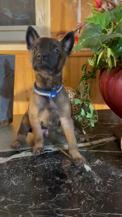 Blue, a male Belgian Malinois and German Shepherd Dog for sale in Chicago, IL – 9 of 10