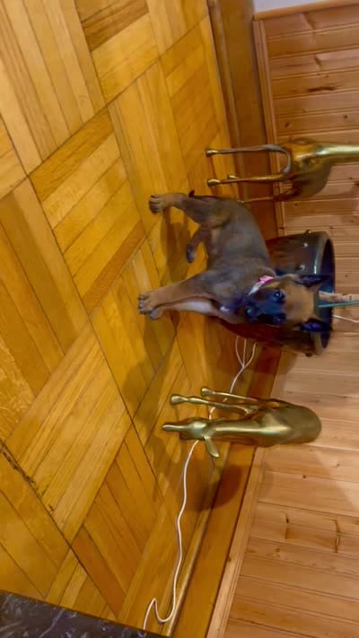 Pink 1, a female Belgian Malinois and German Shepherd Dog for sale in Chicago, IL – 3 of 10