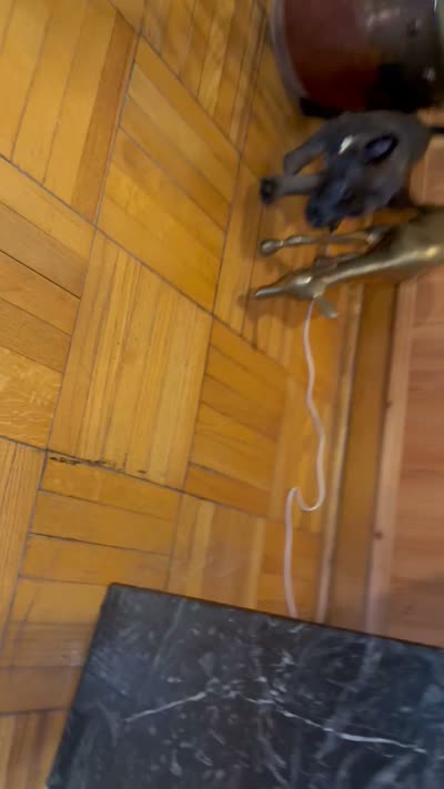 Brown, a male Belgian Malinois for sale in Chicago, IL – 3 of 10