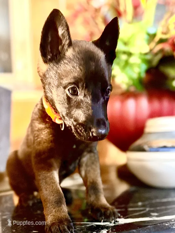 Orange – Belgian Malinois, German Shepherd Dog puppy for sale in Chicago, IL