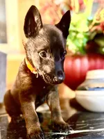 Orange, a male Belgian Malinois and German Shepherd Dog for sale in Chicago, IL – 1 of 7