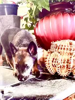 Red, a female Belgian Malinois and German Shepherd Dog for sale in Chicago, IL – 7 of 10