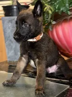 Brown, a male Belgian Malinois for sale in Chicago, IL – 6 of 10
