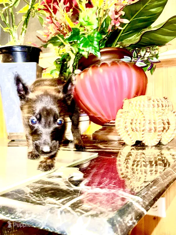 Pink 2 – Belgian Malinois, German Shepherd Dog puppy for sale in Chicago, IL