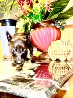 Pink 2, a female Belgian Malinois and German Shepherd Dog for sale in Chicago, IL – 1 of 10