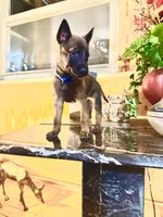 Blue, a male Belgian Malinois and German Shepherd Dog for sale in Chicago, IL – 8 of 10