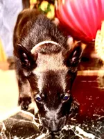 Pink 2, a female Belgian Malinois and German Shepherd Dog for sale in Chicago, IL – 7 of 10