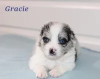 Gracie, a female Border Collie for sale in Wilmington, NC – Photo 2 of 8