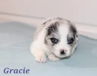 Gracie, a female Border Collie for sale in Wilmington, NC – Photo 1 of 8