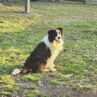 Gracie, a female Border Collie for sale in Wilmington, NC – Photo 8 of 8