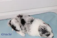 Gracie, a female Border Collie for sale in Wilmington, NC – Photo 5 of 8