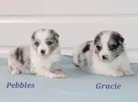 Gracie, a female Border Collie for sale in Wilmington, NC – Photo 4 of 8