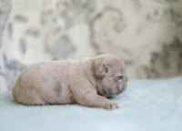 Honey, a female French Bulldog for sale in Wilmington, NC – Photo 3 of 5