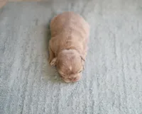 Honey, a female French Bulldog for sale in Wilmington, NC – Photo 5 of 5