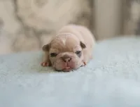 Honey, a female French Bulldog for sale in Wilmington, NC – Photo 4 of 5