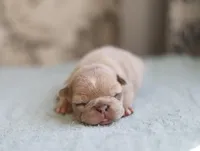 Honey, a female French Bulldog for sale in Wilmington, NC – Photo 1 of 5