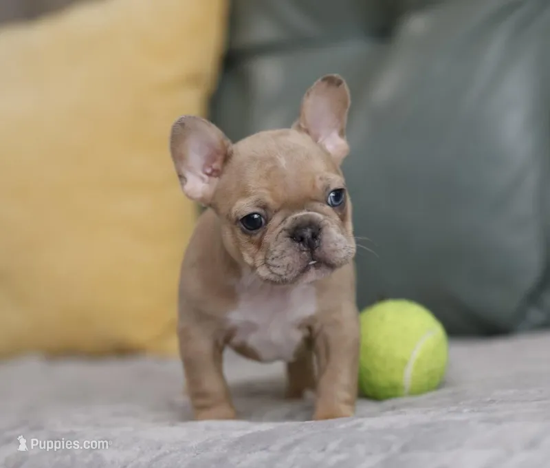 Honey – French Bulldog puppy for sale in Wilmington, NC