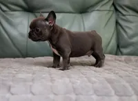 Stitch, a male French Bulldog for sale in Wilmington, NC – Photo 3 of 5