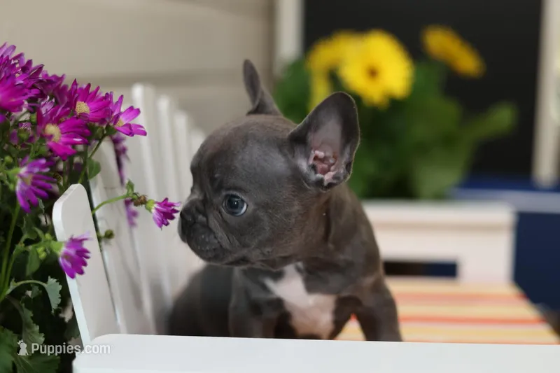 Stitch – French Bulldog puppy for sale in Wilmington, NC
