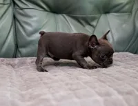 Stitch, a male French Bulldog for sale in Wilmington, NC – Photo 4 of 5