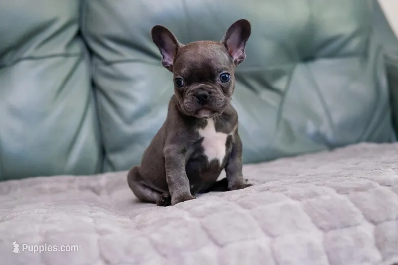 Stitch – French Bulldog puppy for sale in Wilmington, NC