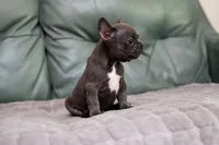 Stitch, a male French Bulldog for sale in Wilmington, NC – Photo 2 of 5