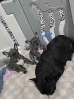 Stitch, a male French Bulldog for sale in Wilmington, NC – Photo 5 of 5