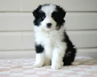 Ace, a male Border Collie for sale in Wilmington, NC – Photo 6 of 7