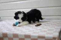 Ace, a male Border Collie for sale in Wilmington, NC – Photo 5 of 7